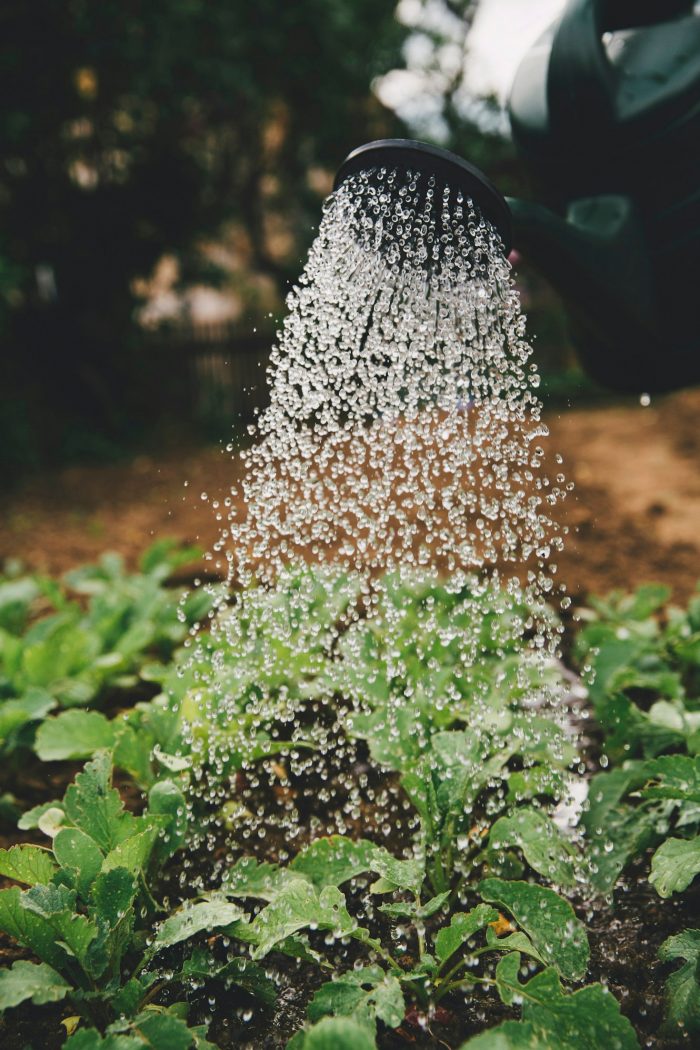 Gartentipp für den Juli